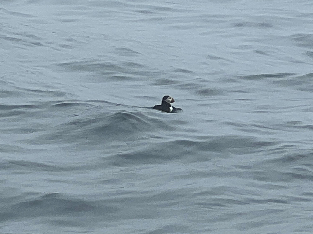 Catch Your Dinner Lobster Tours-Corea必去景点