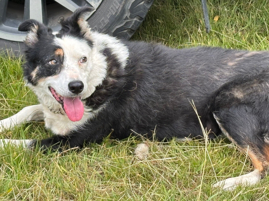 Nij Vyas Sheepdog Experience-East Norton必去景点
