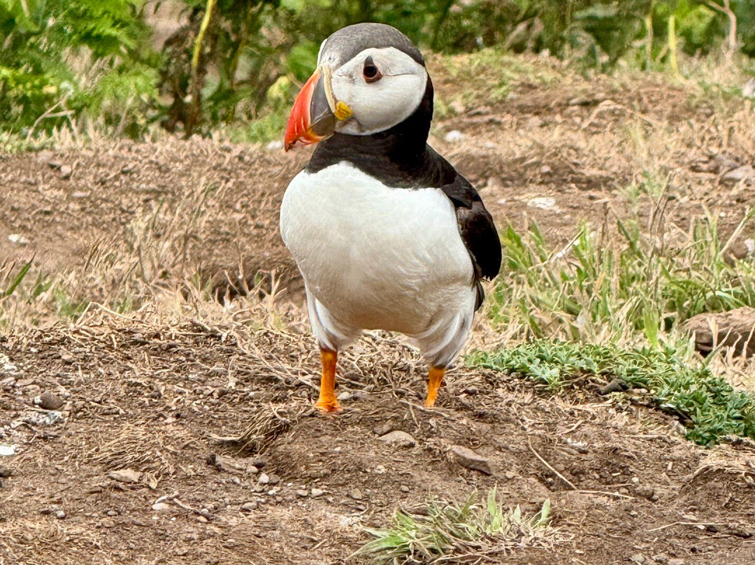 Pembrokeshire Islands Boat Trips-Skomer Island必去景点