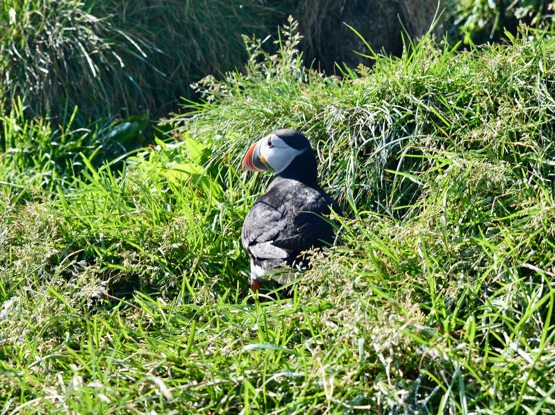 Borgarfjaroarhofn-Borgarfjordur Eystri必去景点