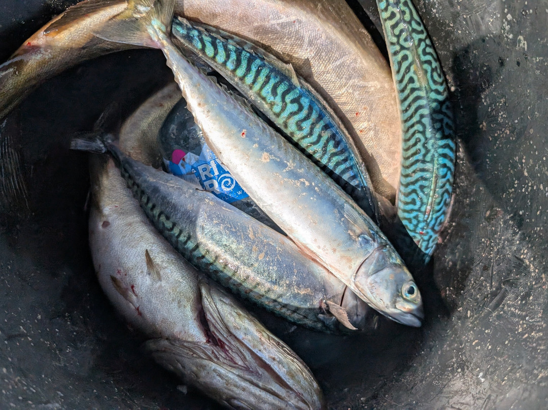 West Kerry Sea Angling and Eco Tours-丁格尔必去景点