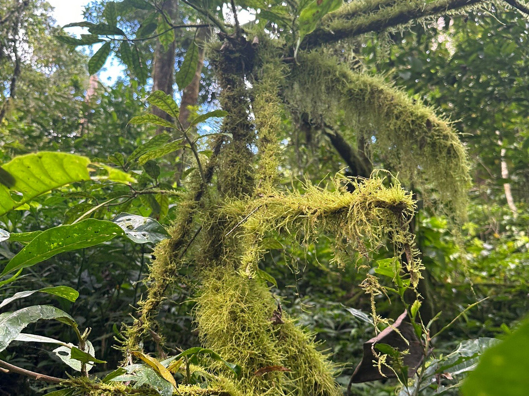 Tamblingan Jungle Trek And Lake Canoe Expedition-Buleleng必去景点