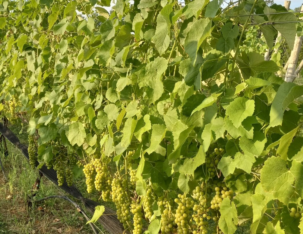 Briede Family Vineyards-温切斯特必去景点
