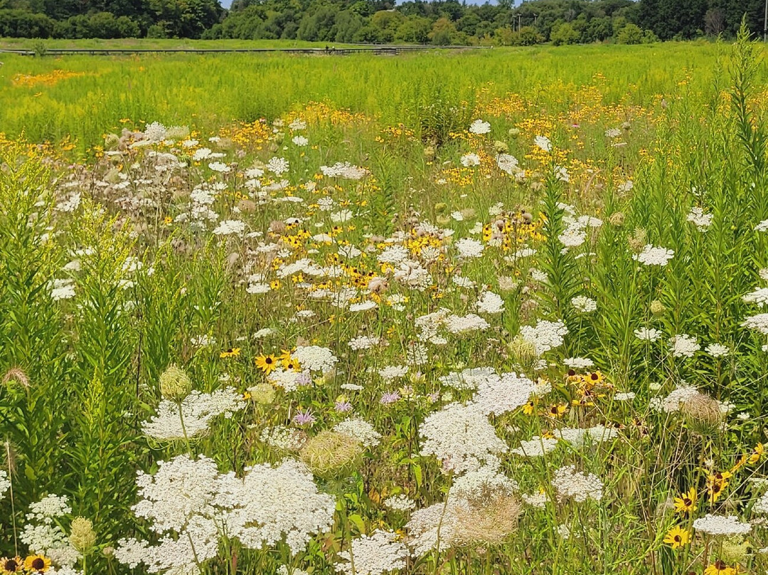 Mike Schout Wetlands Preserve-New Hamburg必去景点