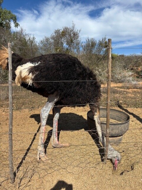 Highgate Ostrich Show Farm-奥兹洪必去景点
