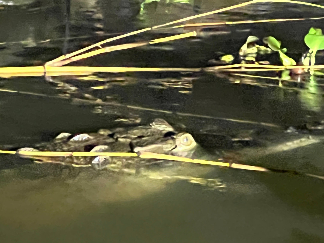 Sierpe Outfitters-Sierpe必去景点