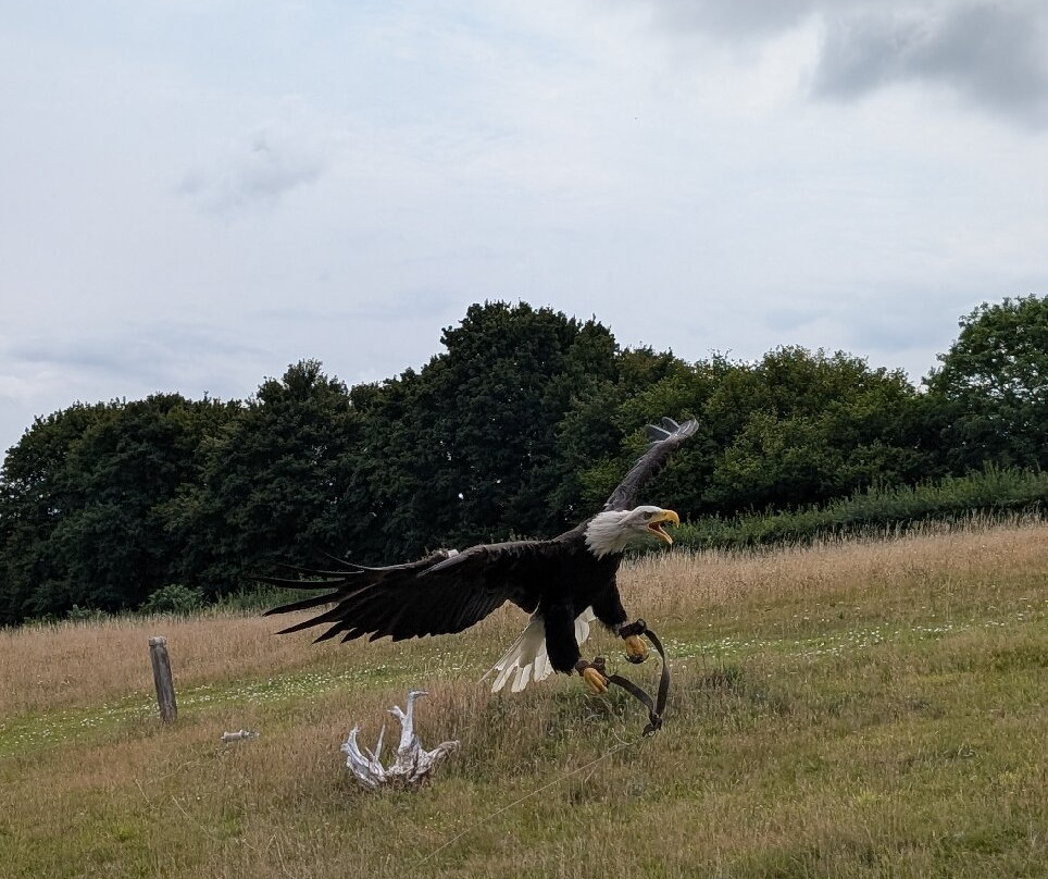 Lavenham Falconry-Monks Eleigh必去景点
