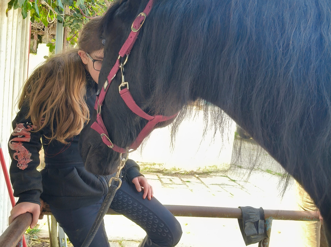 Majestic Horse Club Ride&dine-马丁纳弗兰卡必去景点