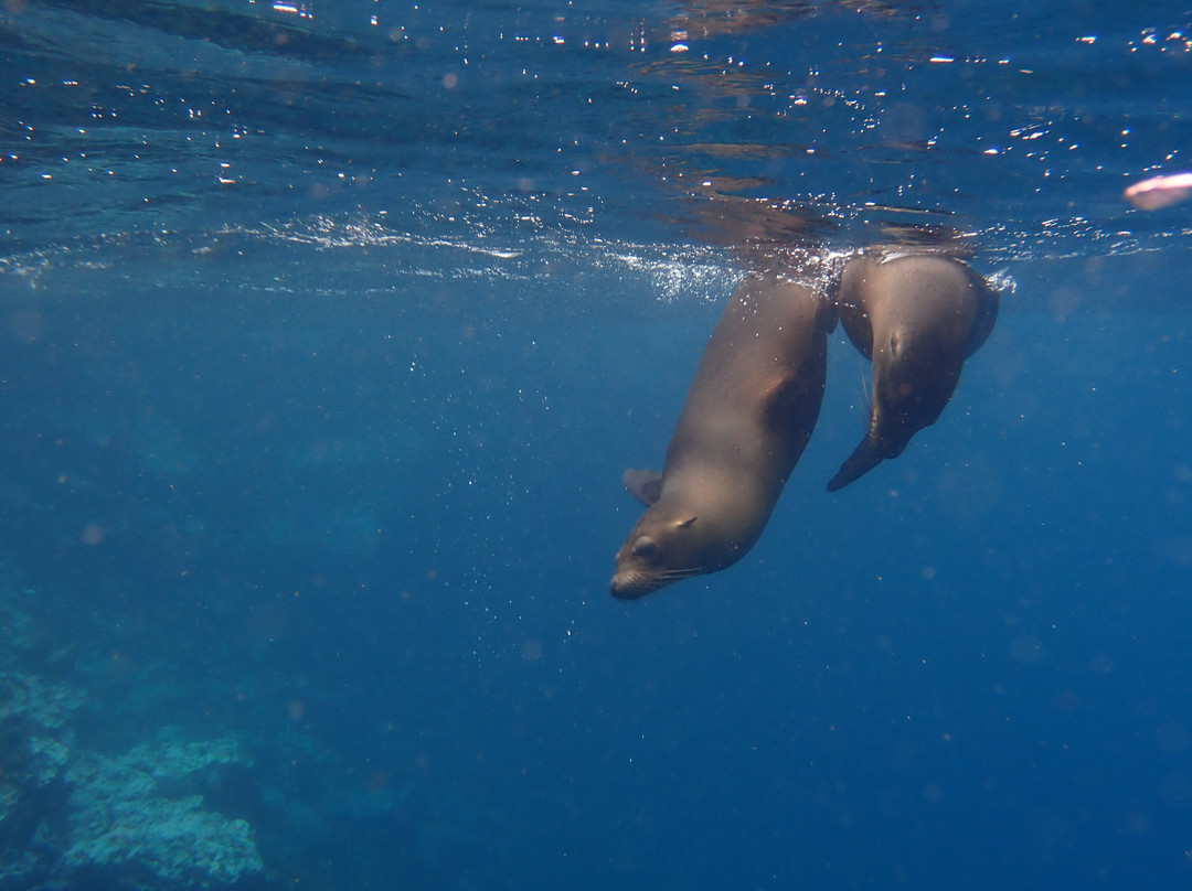 Scuba Iguana-阿约拉港必去景点