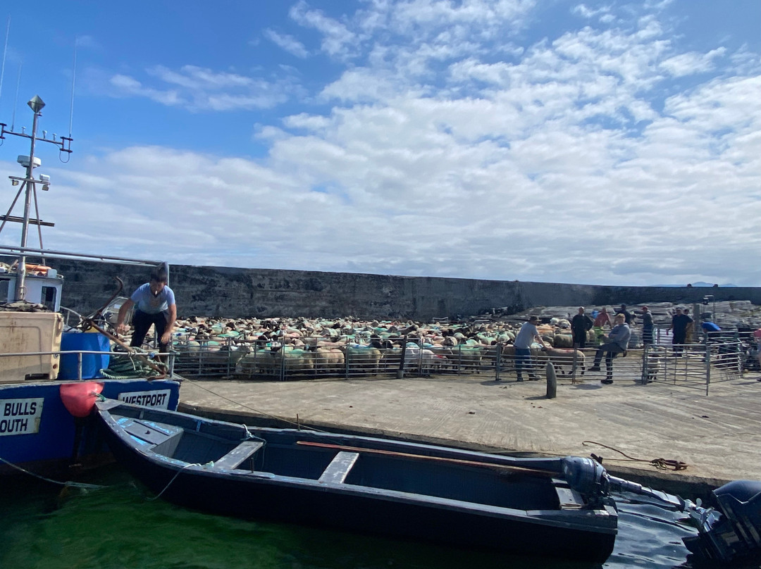 Blacksod Sea Safari-Belmullet必去景点