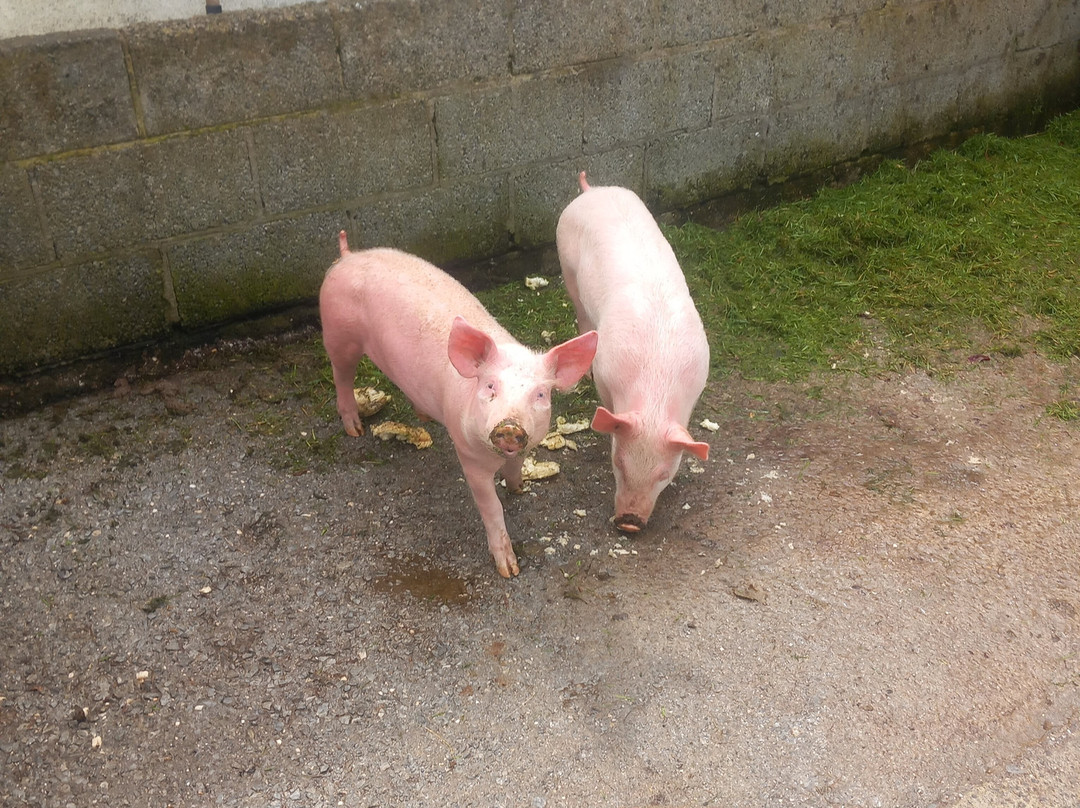 Wild Atlantic Wildlife Park-丁格尔必去景点
