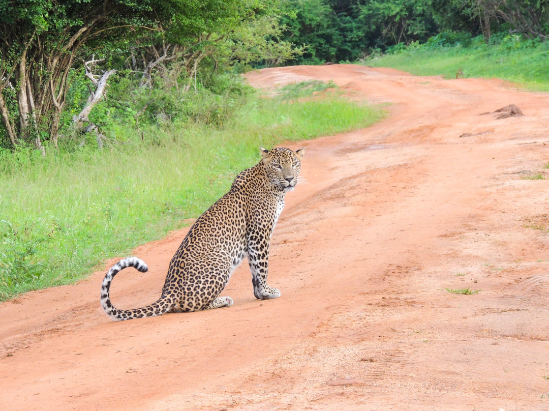 Nimsara Yala Safari-蒂瑟默哈拉默必去景点