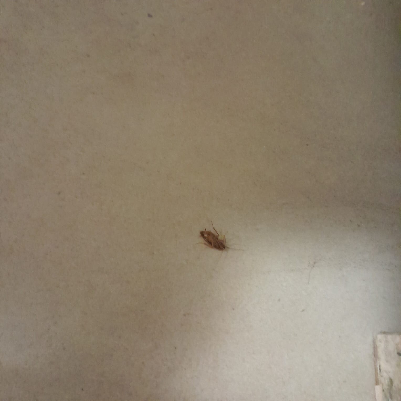 Enjoy Olímpia Park Resort-浴室