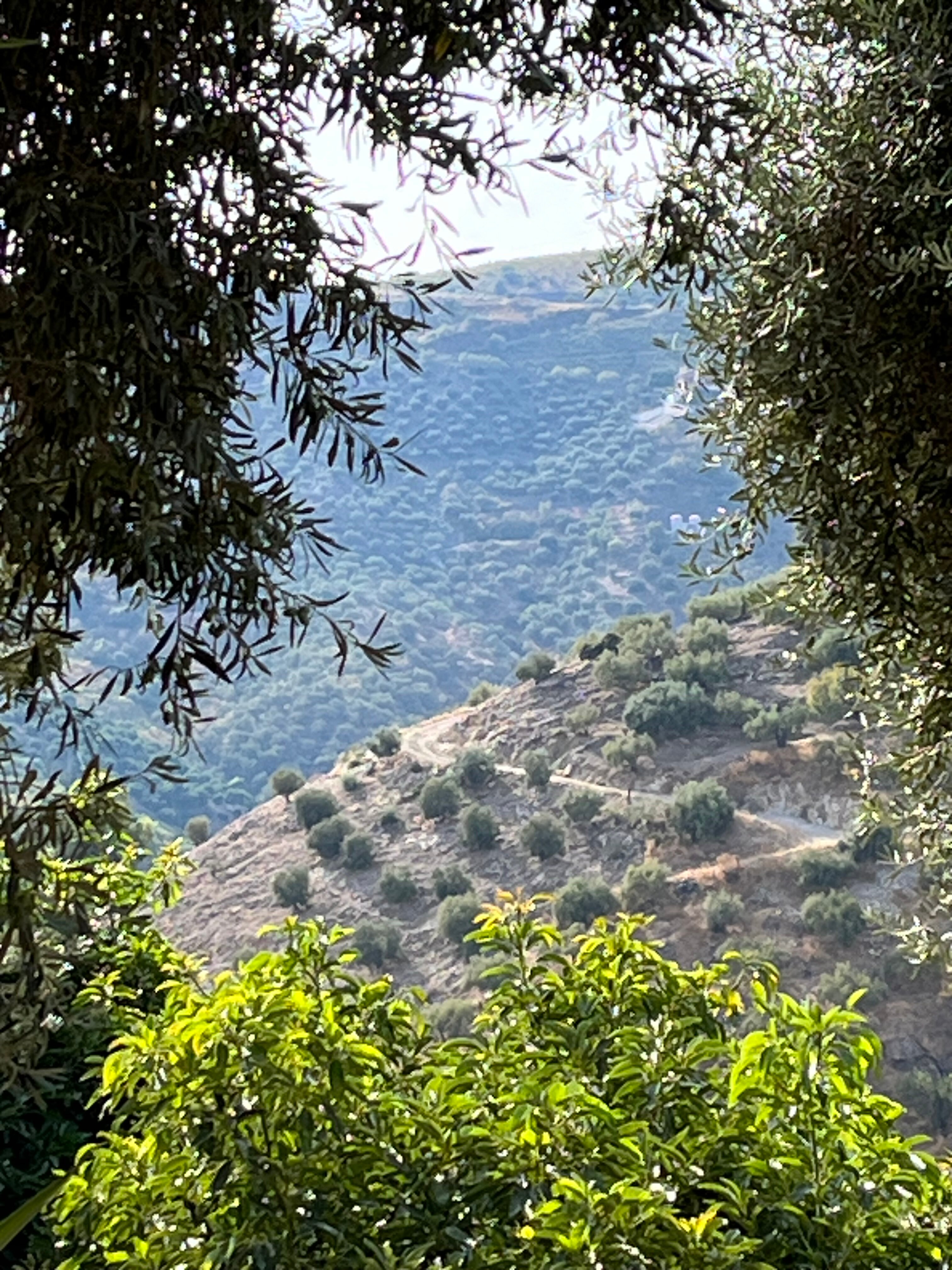 Finca Floretta-酒店景观
