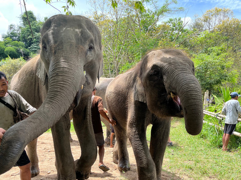 Smile Elephant Chiang Mai-夜登必去景点