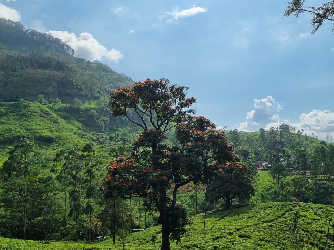 Leo Eco Tours Sri Lanka-Godagama必去景点