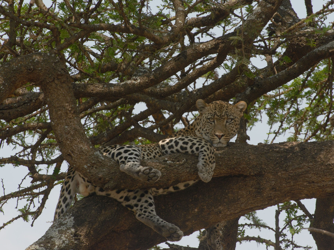JT Safaris-迪亚尼必去景点
