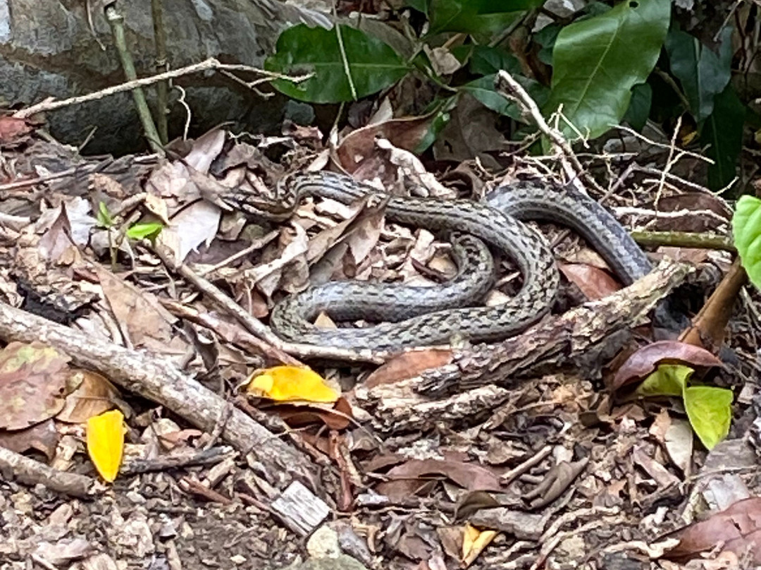 Quill National Park-圣尤斯泰希厄斯岛必去景点