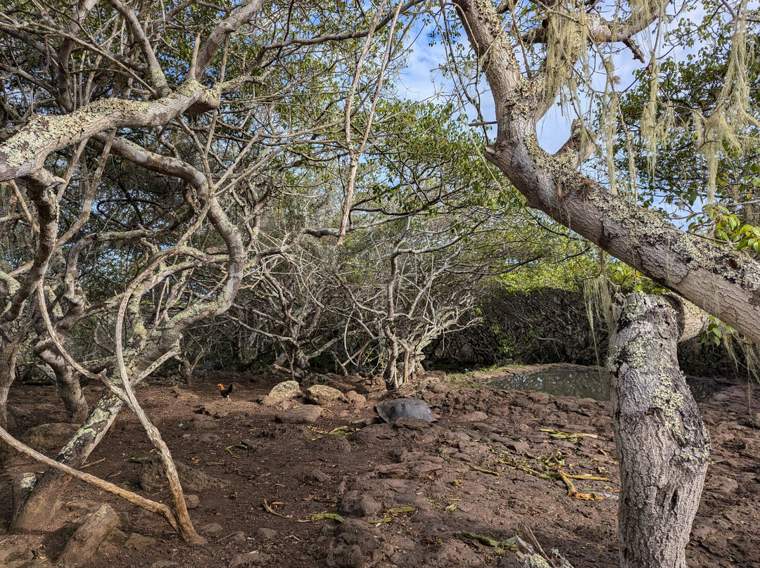 Galapaguera de Cerro Colorado-圣克里斯托瓦尔必去景点