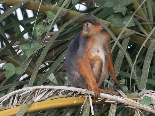 Birdwatching in The Gambia-Marakissa必去景点