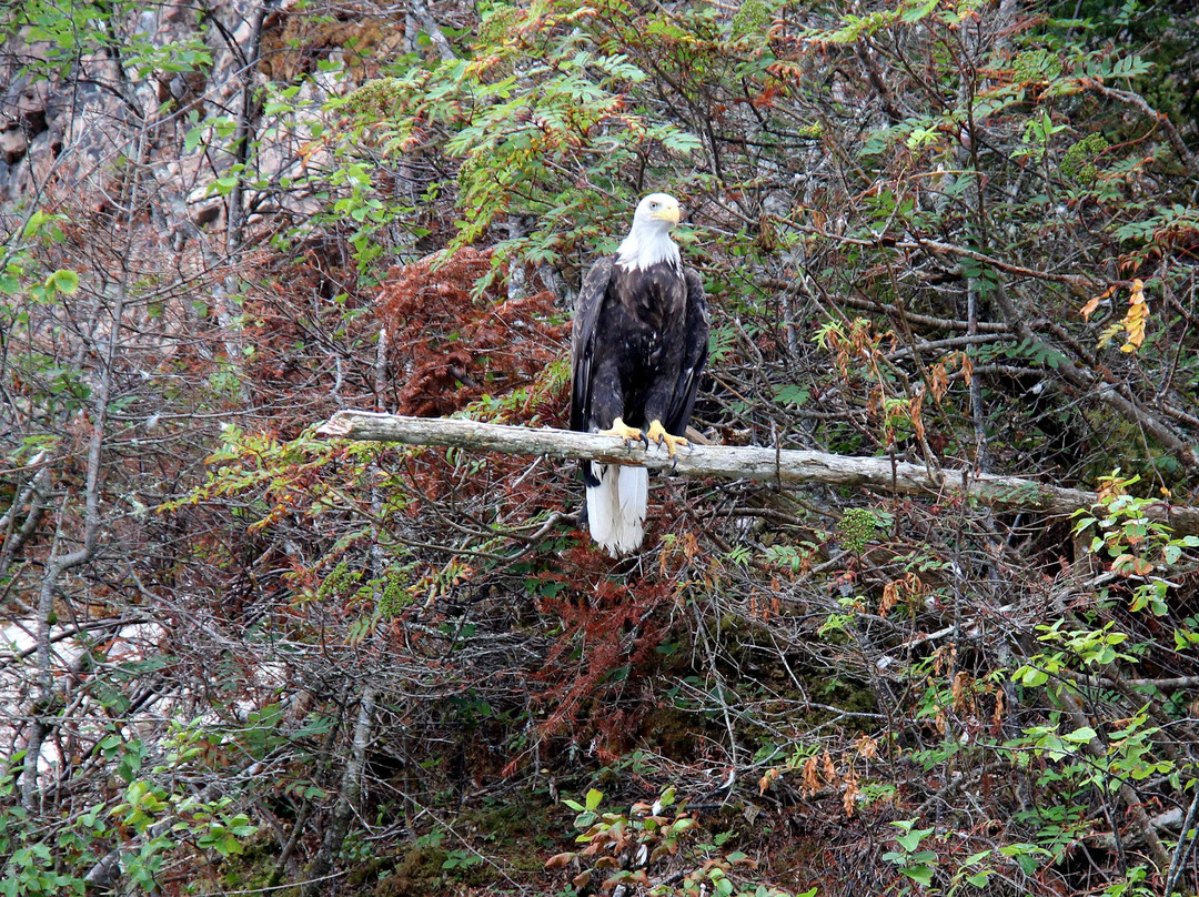 Trinity Eco-Tours and Lodge主图