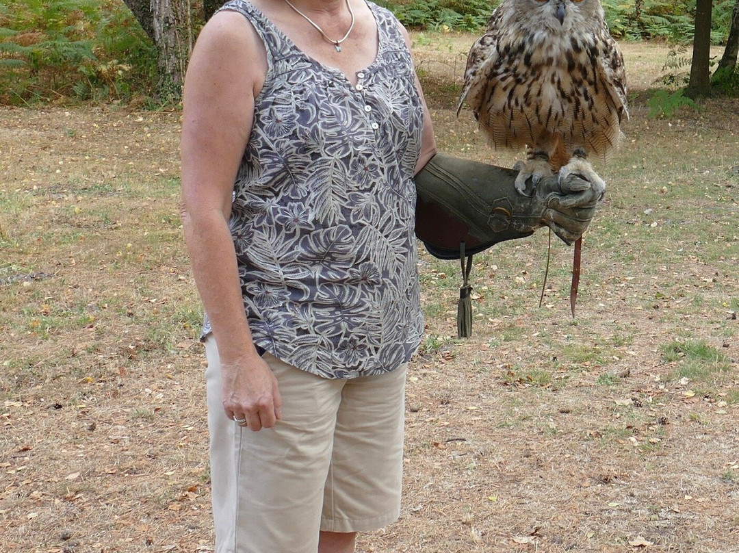 Forest Falconry-Landford必去景点