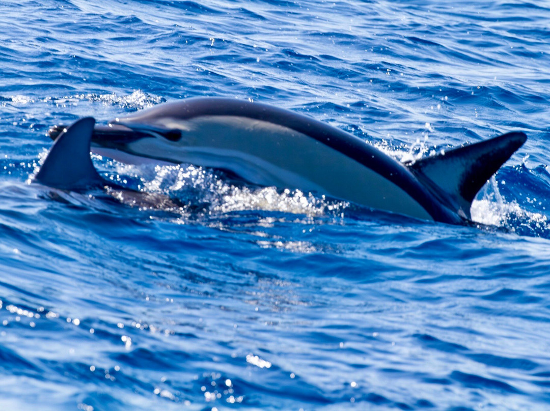 ARGO III - Skiathos for Sailing-斯亚索斯必去景点