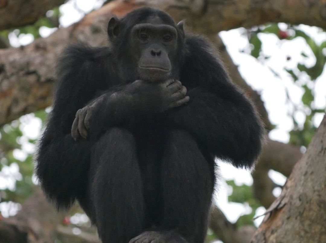 Gorilla Bookings-坎帕拉必去景点