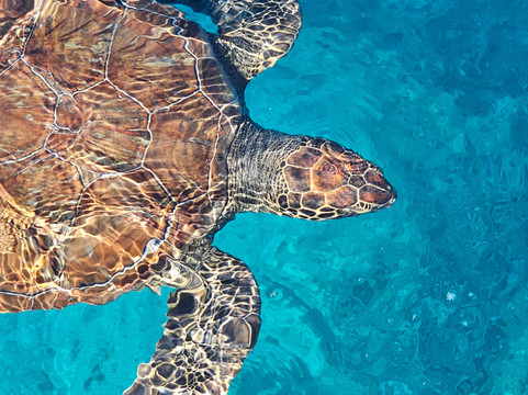 Dolphin Boat Safari-阿依纳帕必去景点