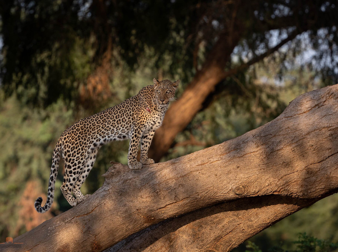 Wild Eye-弗维斯必去景点