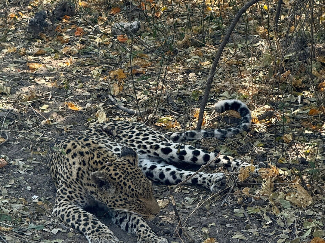 Kalahari Tours-卡萨尼必去景点