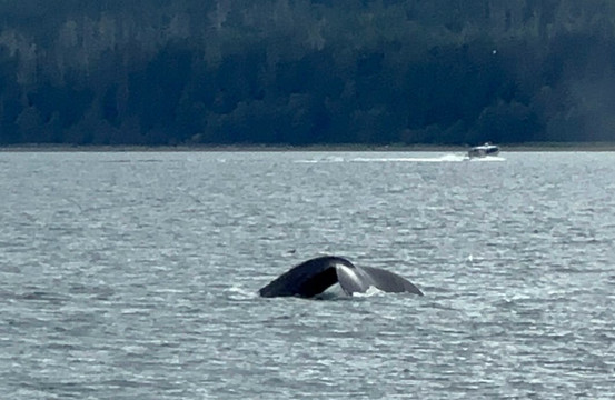 Alaska Whale Watching-朱诺必去景点