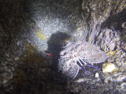 Diving Angel Tenerife-洛斯·吉甘特斯必去景点