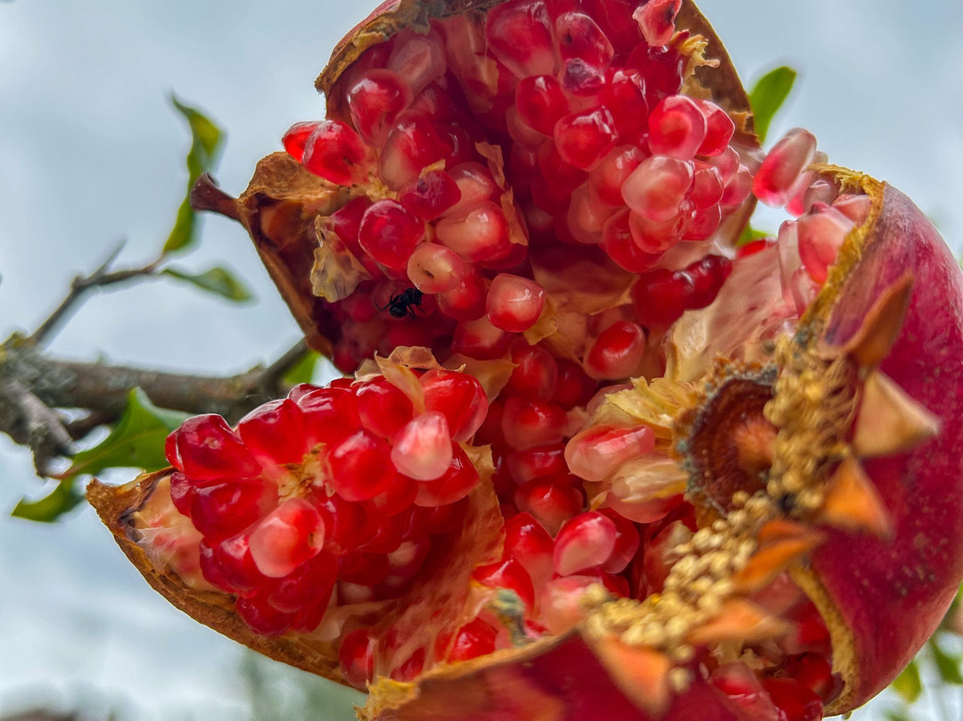 布卡贝鲁吉农庄酒店主图