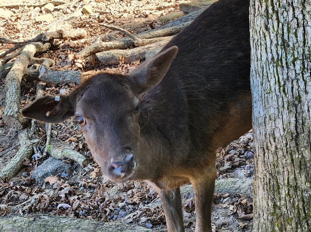 Wisconsin Deer Park-威斯康星峡谷必去景点
