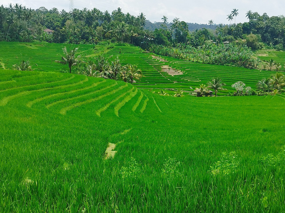 Bli Gojink Bali Professional Bali Driver-新加拉惹必去景点