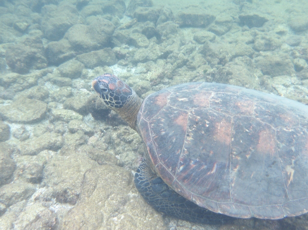 Isabela Island-伊莎贝拉岛必去景点