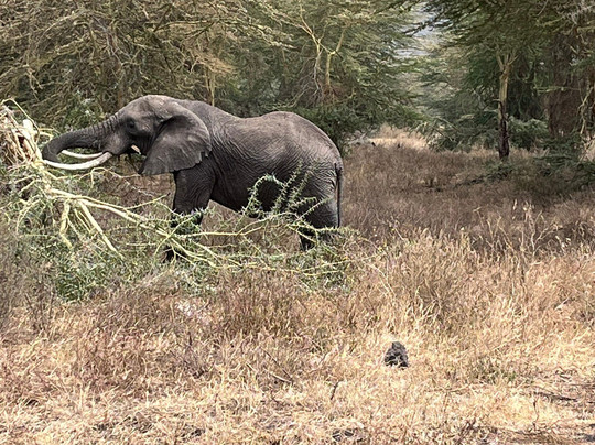 Escape To Tanzania Trekking & Safaris-莫西必去景点