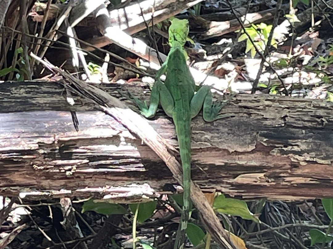 The Biologist from Cahuita-卡维塔必去景点