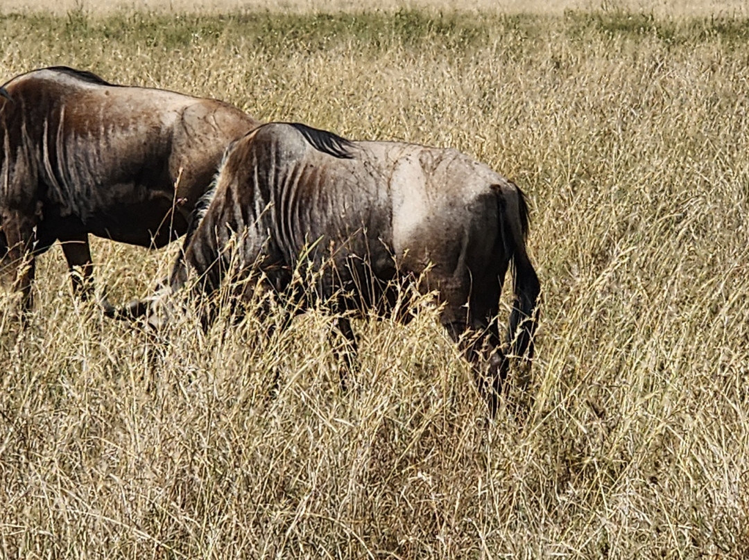 Abakombe Tours & Safaris - Day Tours-莫西必去景点