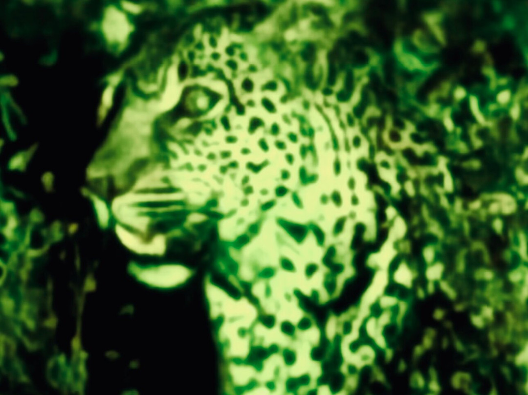 Nyerere National Park-Lindi Region必去景点