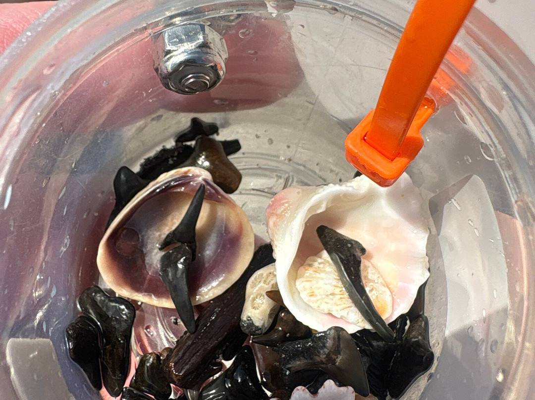 TownePlace Suites Venice主图