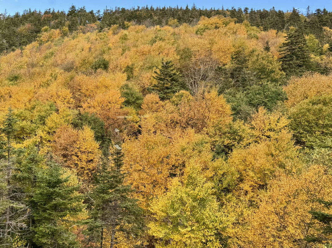 Down East Tours-哈利法克斯必去景点