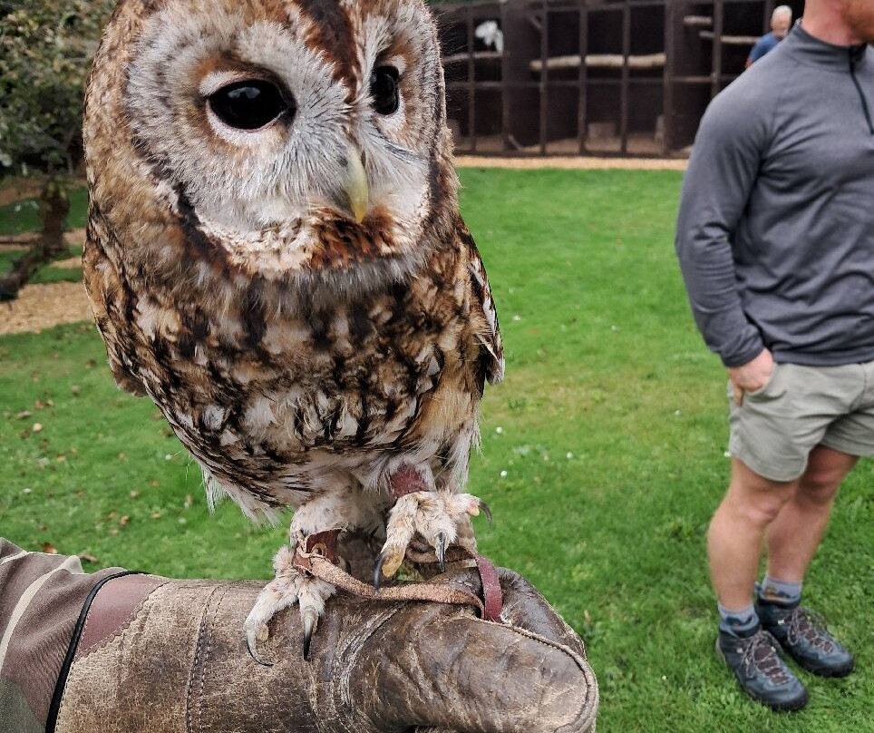 West Sussex Falconry-Compton必去景点