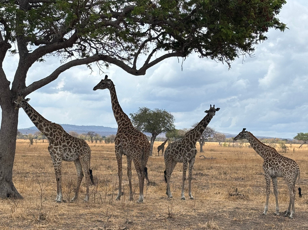 CONNECT AFRICAN SAFARIS-Dar es Salaam必去景点