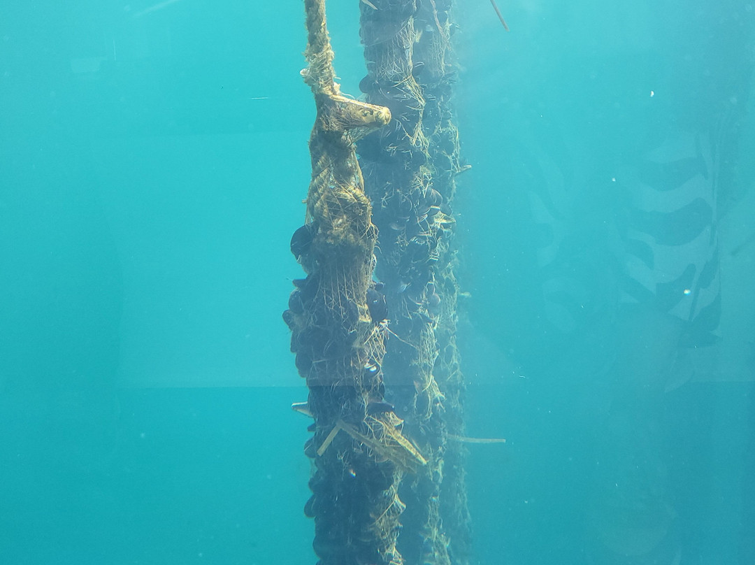 Cruceros do Ulla Turimares-格罗韦必去景点