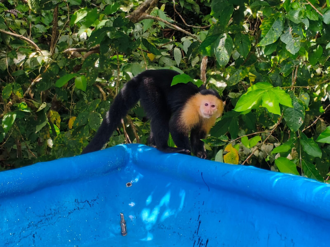 Bis Bald Tours-巴拿马城必去景点