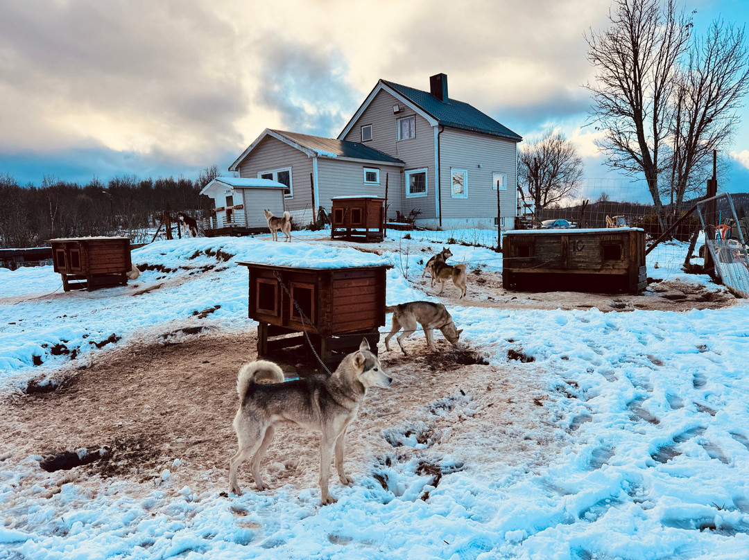 Senja Husky Adventure-Senja必去景点