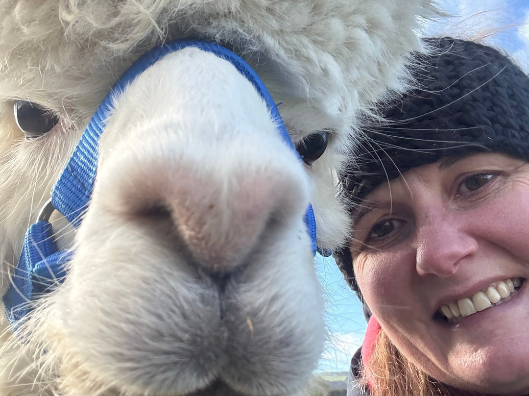 Cotswold Vale Alpacas-伊夫舍姆必去景点