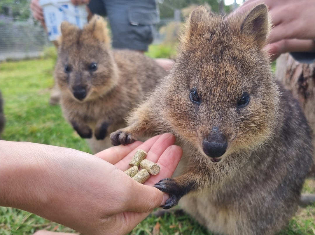 Symbio Wildlife Park-海伦斯堡必去景点